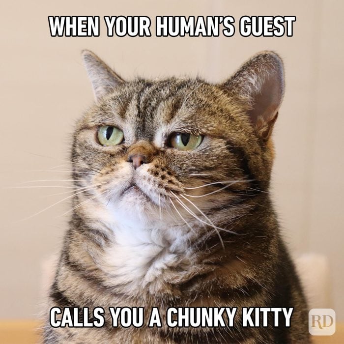 Hilarious Cat Memes 65